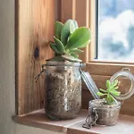 Eco Carbonaccio