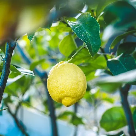 Eco Carbonaccio Jaktstuga *