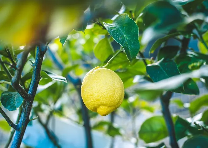 Eco Carbonaccio Lodge *